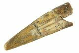 Fossil Pterosaur (Siroccopteryx) Tooth - Morocco #248945-1